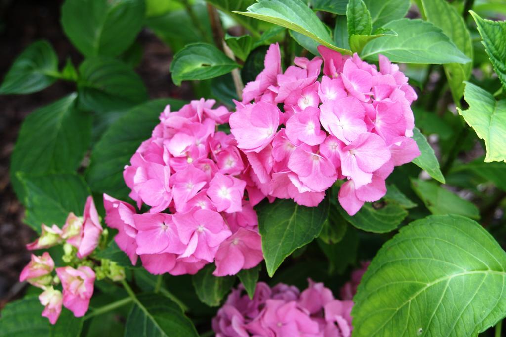 Fewo Purper Frauenberg المظهر الخارجي الصورة